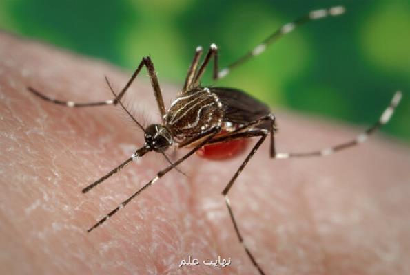 بینش های جدیدی در مورد تاثیر مالاریا بر سیستم ایمنی بدن