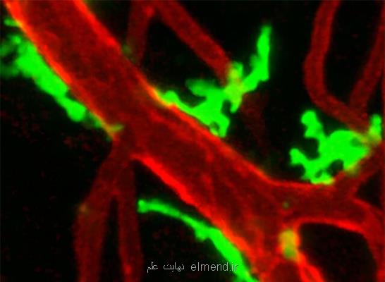 كشف قابلیت جدید سلول های ایمنی در ترمیم بافت های صدمه دیده