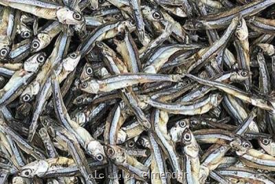 سهم محصولات دریایی در سبد غذایی ایرانیان بالا می رود