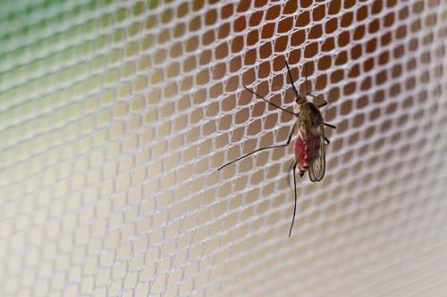 ماده شیمیایی برای گیر انداختن راحت پشه مالاریا