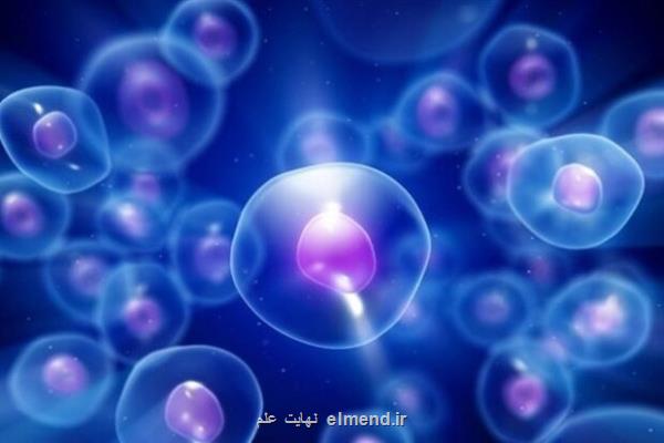جلوگیری از مبتلاشدن به یک بیماری دندانی با بررسی سلولهای بنیادی