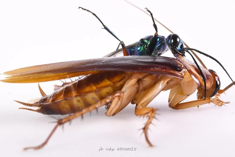 سوسک ها، عامل پنهان آلودگی هوا