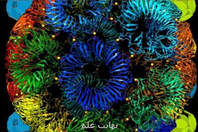 ایمنی داروی ضدسرطان حاوی نانوذرات بررسی می شود