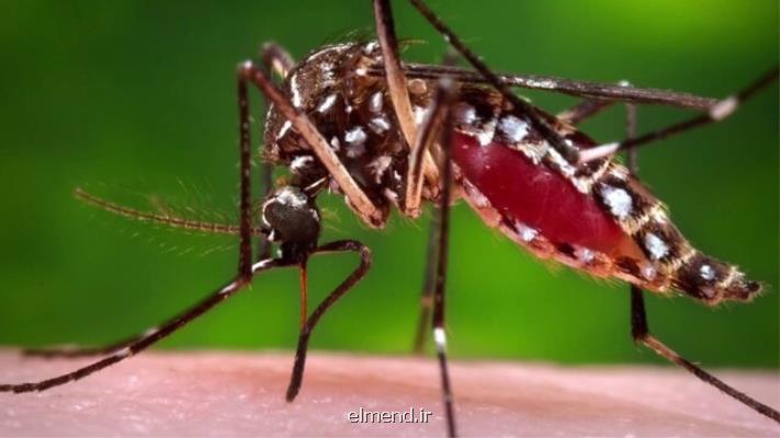 روش جدیدی برای كاهش بیماری های ناشی از پشه ها