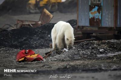 تغییرات آب و هوایی خرس های قطبی را منقرض می كند