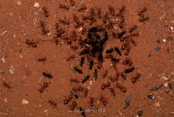 غلبه بر كووید-19 با ارزیابی رفتار مورچه ها!