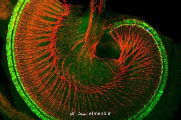 كشف پروتئینی كه در رشد سلول های مویی گوش نقش دارد