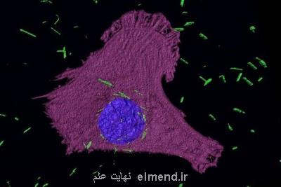 محقق ایرانی سلول های سرطانی را با گلوله های نانویی نابود می كند