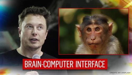 میمون ما می تواند بازی كامپیوتری انجام دهد!